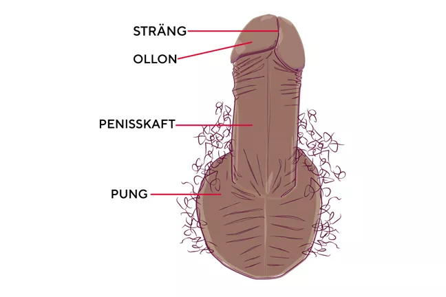 Illustration av en kuk med stånd 